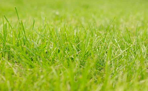 Lebendiges grünes Gras aus nächster Nähe — Stockfoto