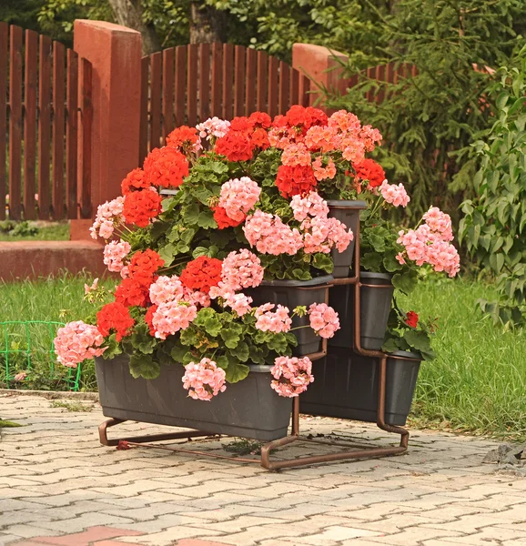Rosa pelargon i blomkruka — Stockfoto
