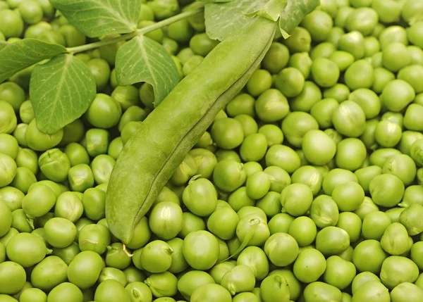 Green peas and green pea pods as a background — Stock Photo, Image