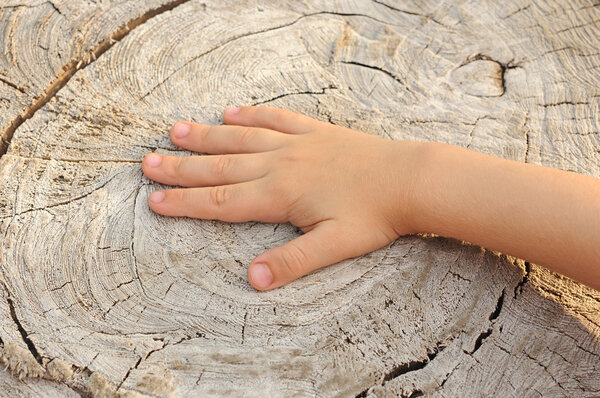 Children's hand is located on an old stump