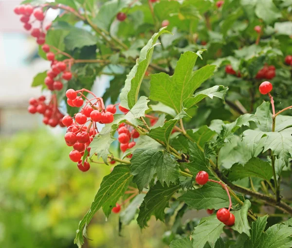 Bayas rojas de Viburnum en el árbol — Foto de Stock