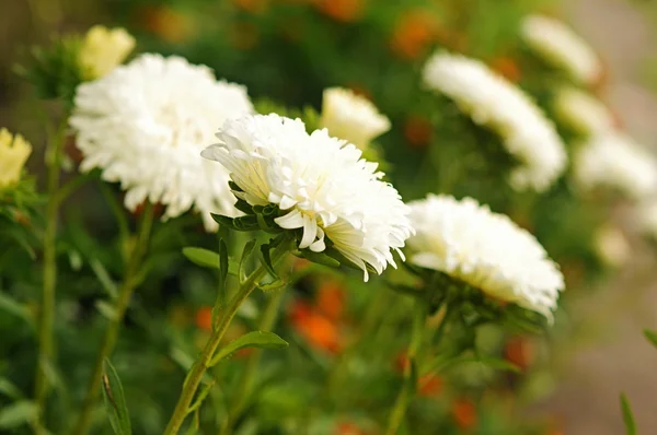 Vit aster på flower bed närbild — Stockfoto