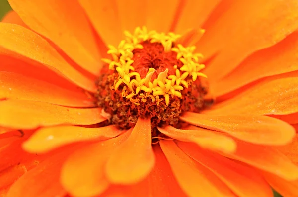 Червона пелюстка квітки цинії макро — стокове фото