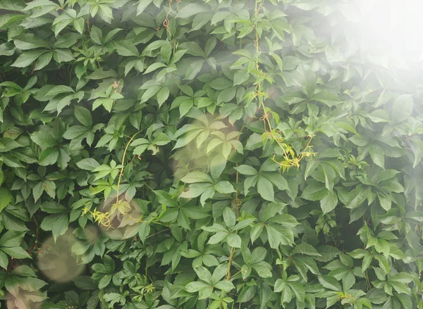 Yemyeşil Ivy closeup duvarla kaplı — Stok fotoğraf