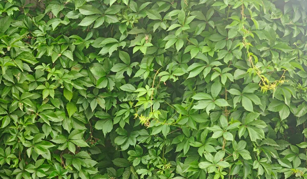 Groene bladeren muur achtergrond — Stockfoto