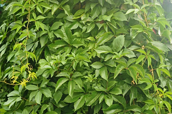 Wiele liści bluszczu pokrycie ściany — Zdjęcie stockowe