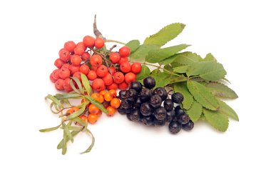Buck diken, ashberry ve chokeberry olan yaprakları üzerinde beyaz backg