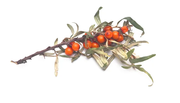 Ramo di bacche di olivello spinoso su sfondo bianco — Foto Stock