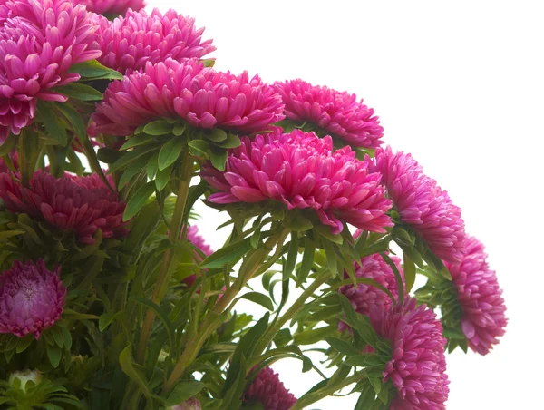 Pink aster flowers, isolated on white — Stock Photo, Image