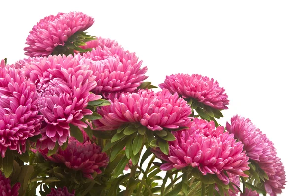 Roze aster bloemen, geïsoleerd op wit — Stockfoto