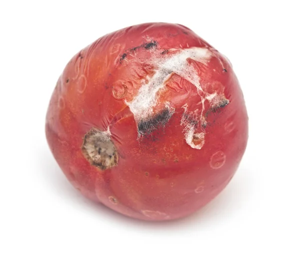 Гнилой помидор на белом фоне — стоковое фото
