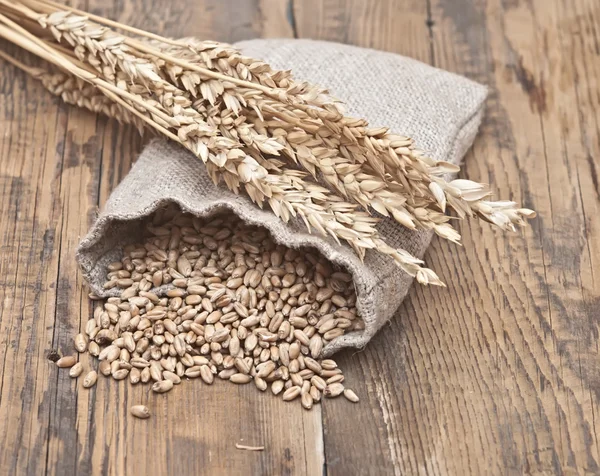 El saco esparcido con el trigo del grano sobre la mesa vieja de madera — Foto de Stock