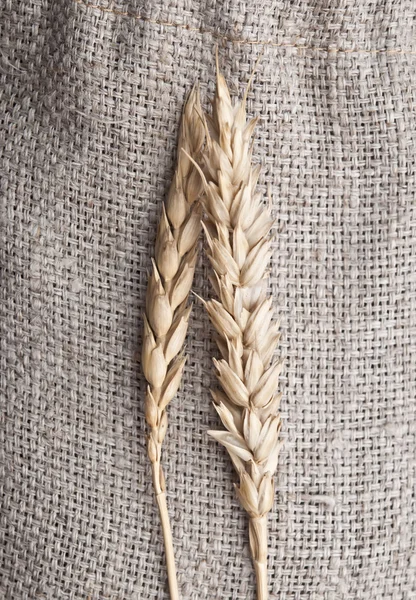Weizen auf Säckelgrund — Stockfoto