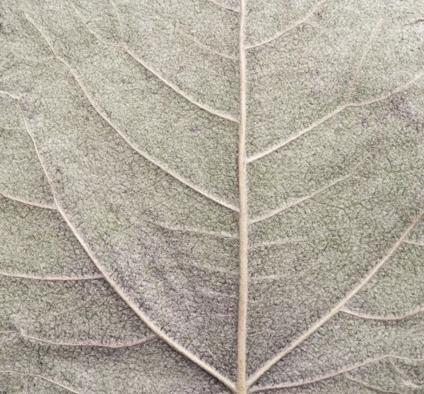 Textura de la hoja —  Fotos de Stock