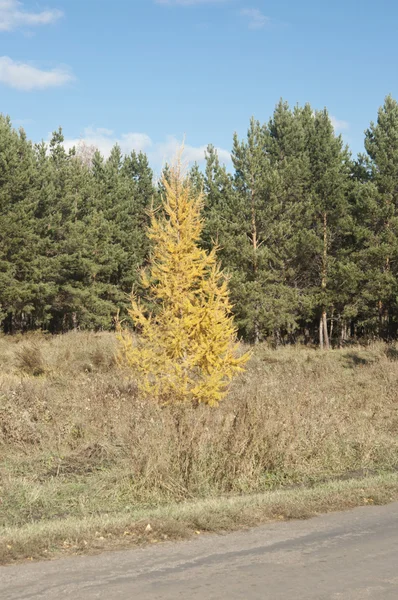 Yellow autumn larch against the blue sky — Stock Photo, Image