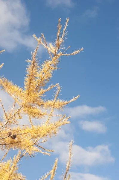 Κίτρινο φθινοπωρινό λάρυκος (αγριοπεύκης) πάνω από το γαλάζιο του ουρανού — Φωτογραφία Αρχείου