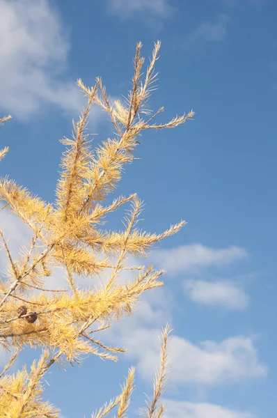 Žlutá podzimní modřín nad modrá obloha — Stock fotografie