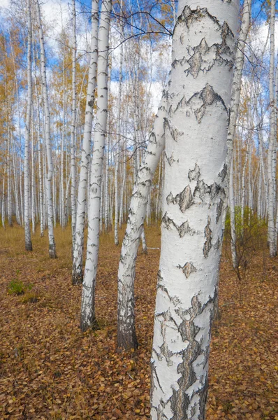 Un bouleau d'automne au milieu de l'herbe orange — Photo