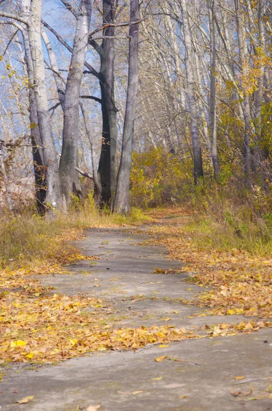 Bosque de otoño — Foto de Stock