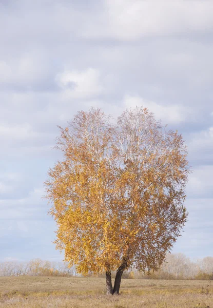 Magányos őszi fa — Stock Fotó