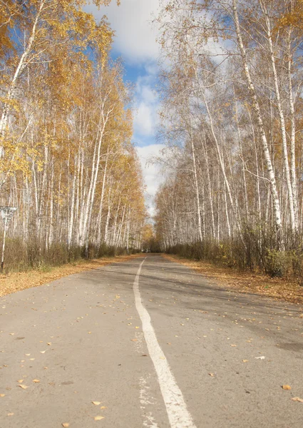 Road in an autumn birch forest — Stock Photo, Image