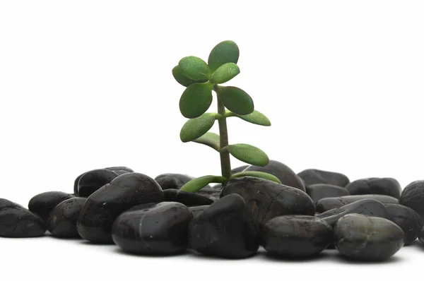 Green plant and stones isolated on white background. — Stock Photo, Image