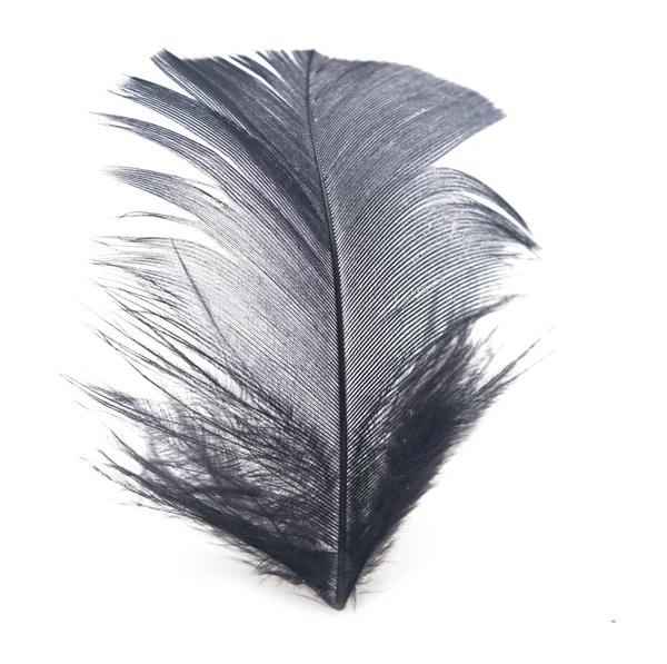 Beyaz arkaplanda siyah tüy — Stok fotoğraf