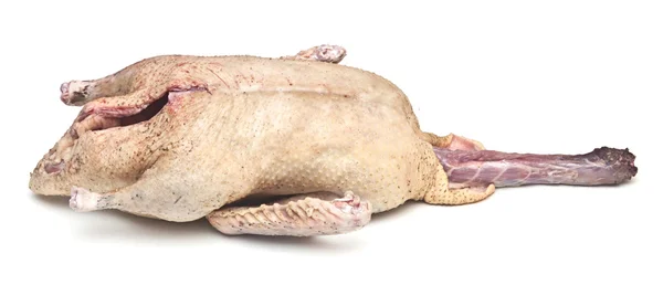 Pato crudo aislado sobre fondo blanco — Foto de Stock
