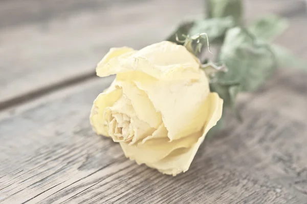 Rosa seca sobre fondo de madera vieja con espacio para copiar — Foto de Stock