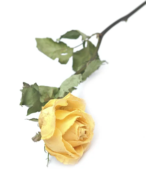 Una rosa seca aislada sobre un fondo blanco —  Fotos de Stock