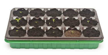 Topraktan büyüyen yeşil tohum 