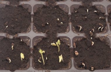 toprak-başından itibaren büyüyen bitki 