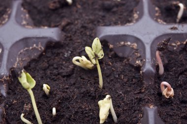 toprak-başından itibaren büyüyen bitki 