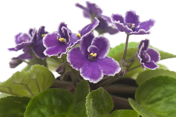 Flor violeta agradável isolado no fundo branco — Fotografia de Stock