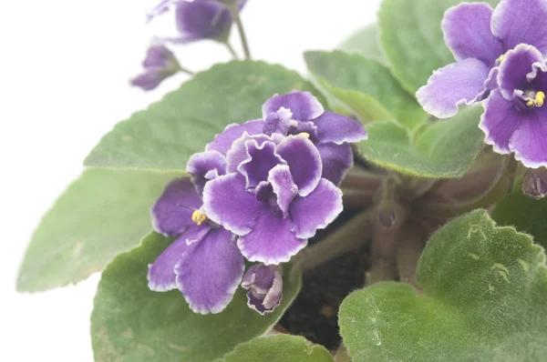 Bonita flor violeta aislada sobre fondo blanco — Foto de Stock