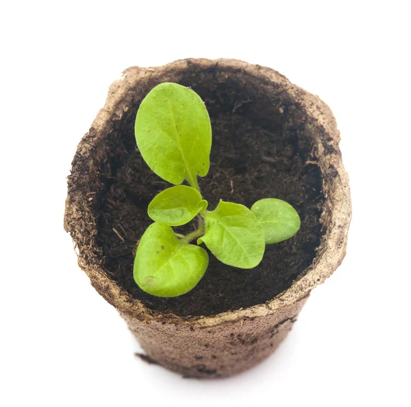 Pentole di torba con terreno e una petunia d'impianto . — Foto Stock