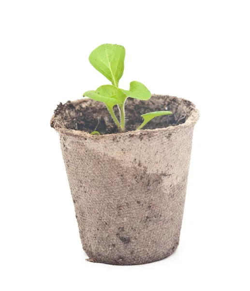 Torv krukor med jord och en växt petunia. — Stockfoto
