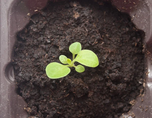 Plant growing from soil- Beginning — Stock Photo, Image