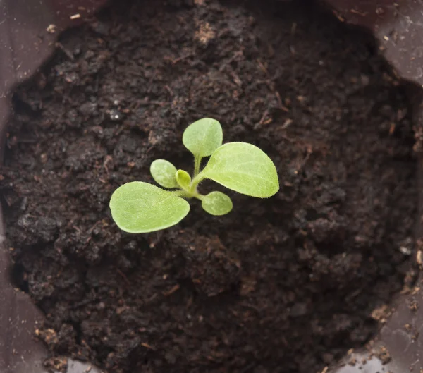 Planta que crece del suelo- Comienzo —  Fotos de Stock