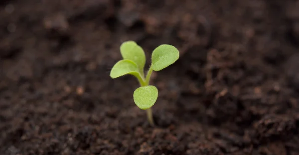 Planta que cresce a partir do solo - Início — Fotografia de Stock