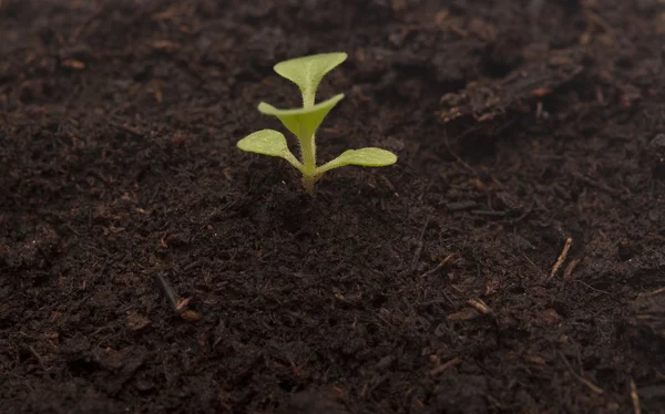 Plant groeit van bodem-begin — Stockfoto