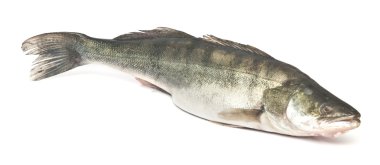 Beyaz bir arka plan üzerinde izole taze pike levrek 