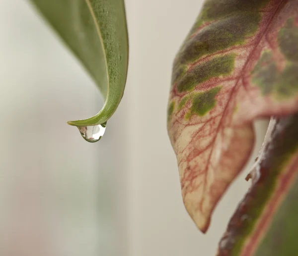 Kapky rosy zblízka — Stock fotografie