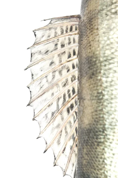 Vis schalen grunge achtergrond textuur — Stockfoto