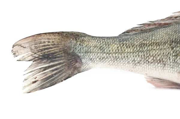 Schwanzfische isoliert auf weißem Hintergrund — Stockfoto