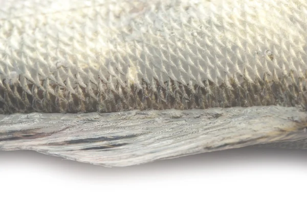 Fish scales grunge texture back ground — Stock Photo, Image