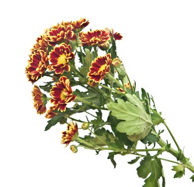 beyaz zemin üzerine parlak crysanthemums bir buket