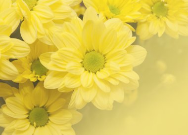 ahşap zemin üzerine sarı krizantem