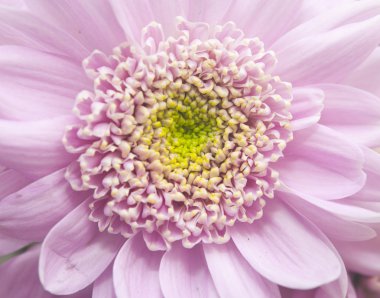 Pembe çiçeğe yakın çekim 