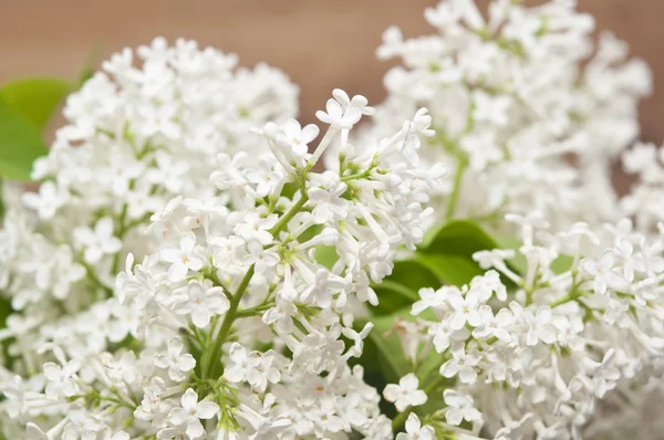 Lilac flowers on rustic background — Stock Photo, Image